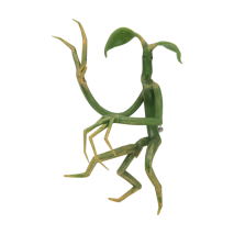 Fantastic Beasts and Where to Find Them - Pickett Bowtruckle Pin & Necklace
